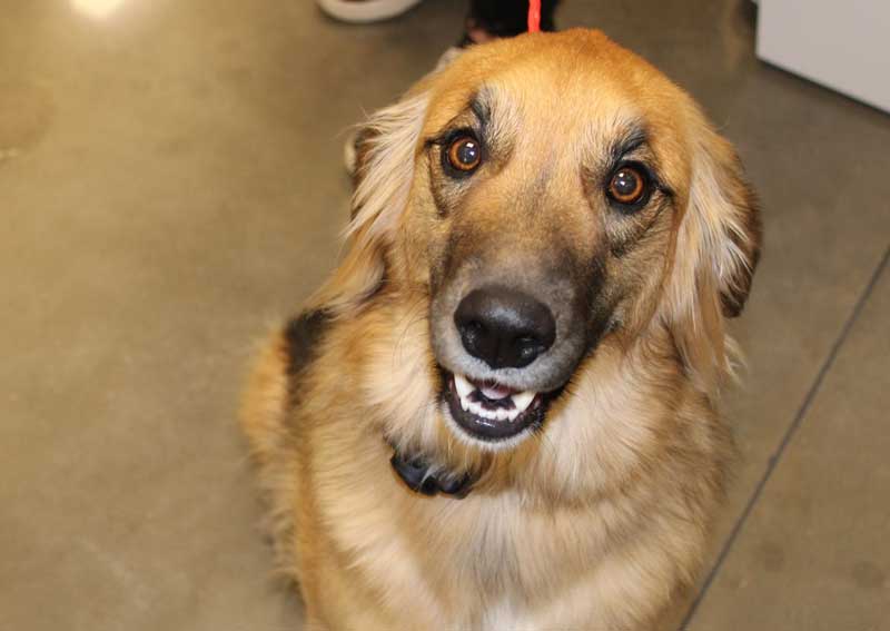 Carousel Slide 11: Pet behavior counseling