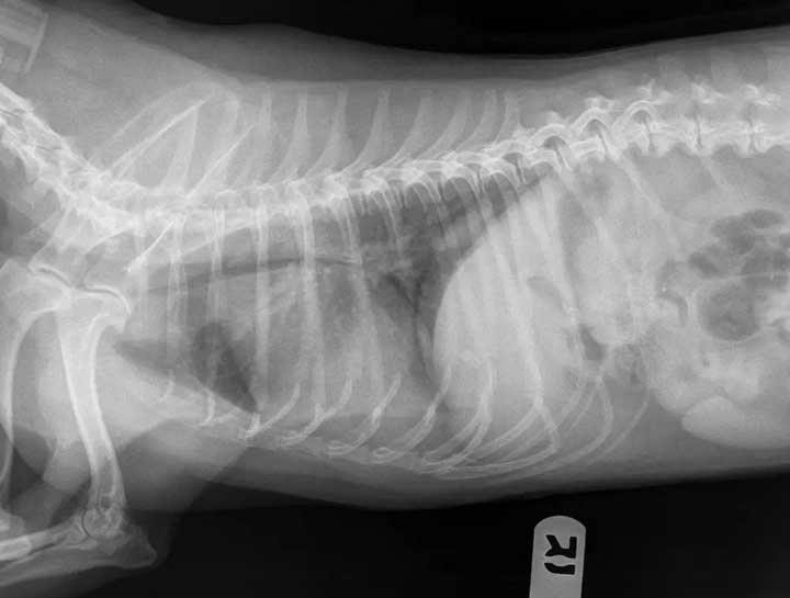 Pet Digital Radiology