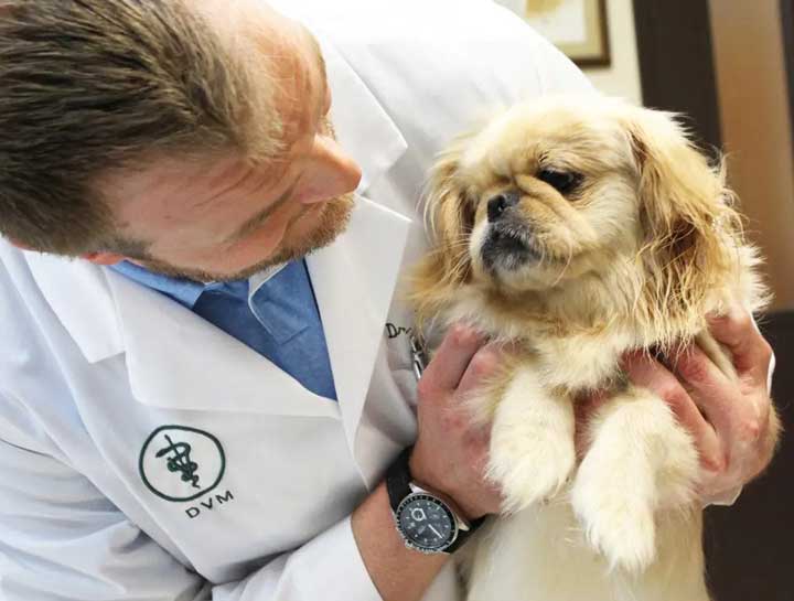 Preventive Care for Dogs