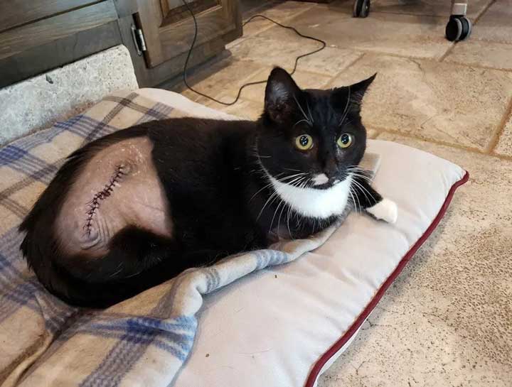 Advanced Soft Tissue Surgery